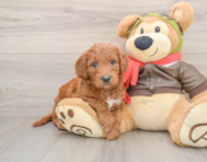 8 week old Mini Goldendoodle Puppy For Sale - Premier Pups