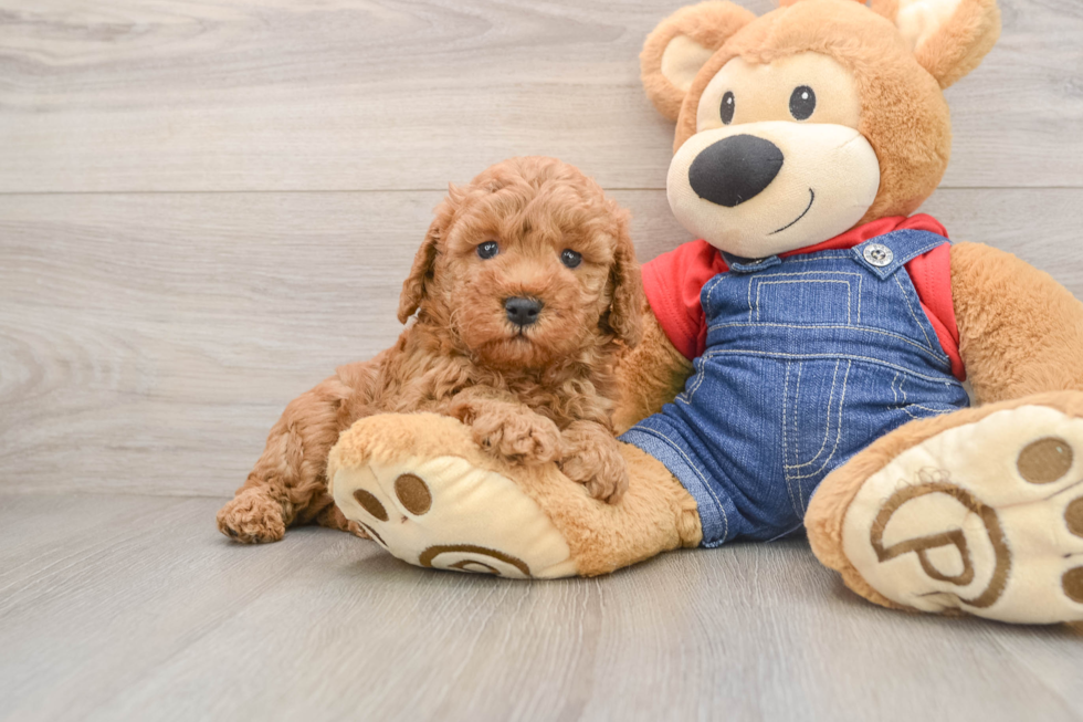 Mini Goldendoodle Puppy for Adoption