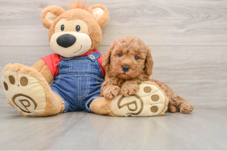 Mini Goldendoodle Pup Being Cute