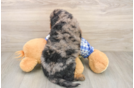 Best Mini Goldendoodle Baby