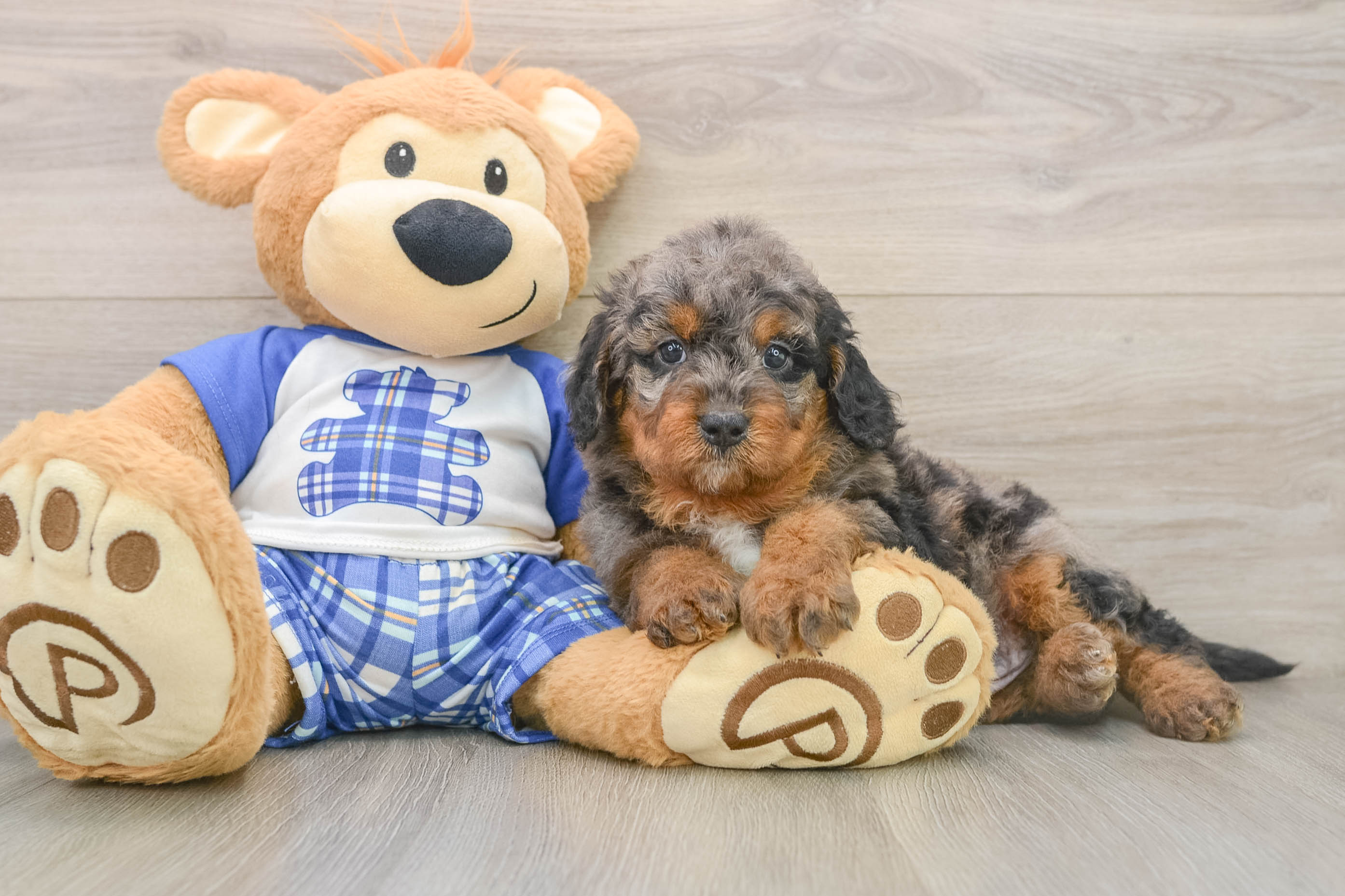 Petite Mini Goldendoodle Poodle Mix Pup