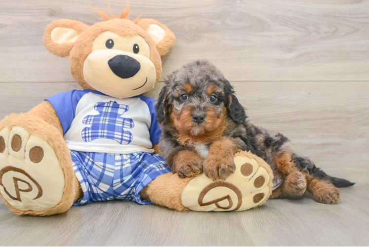 Petite Mini Goldendoodle Poodle Mix Pup