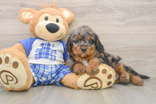 Petite Mini Goldendoodle Poodle Mix Pup