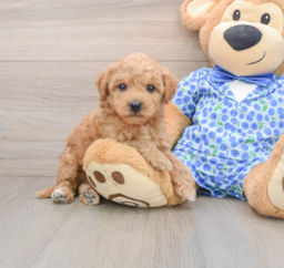 7 week old Mini Goldendoodle Puppy For Sale - Premier Pups