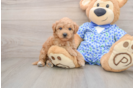 Sweet Mini Goldendoodle Baby