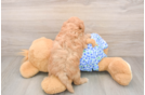Best Mini Goldendoodle Baby