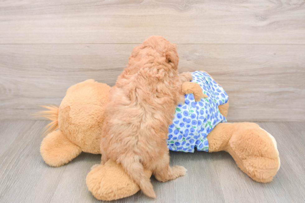 Best Mini Goldendoodle Baby