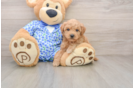 Mini Goldendoodle Pup Being Cute