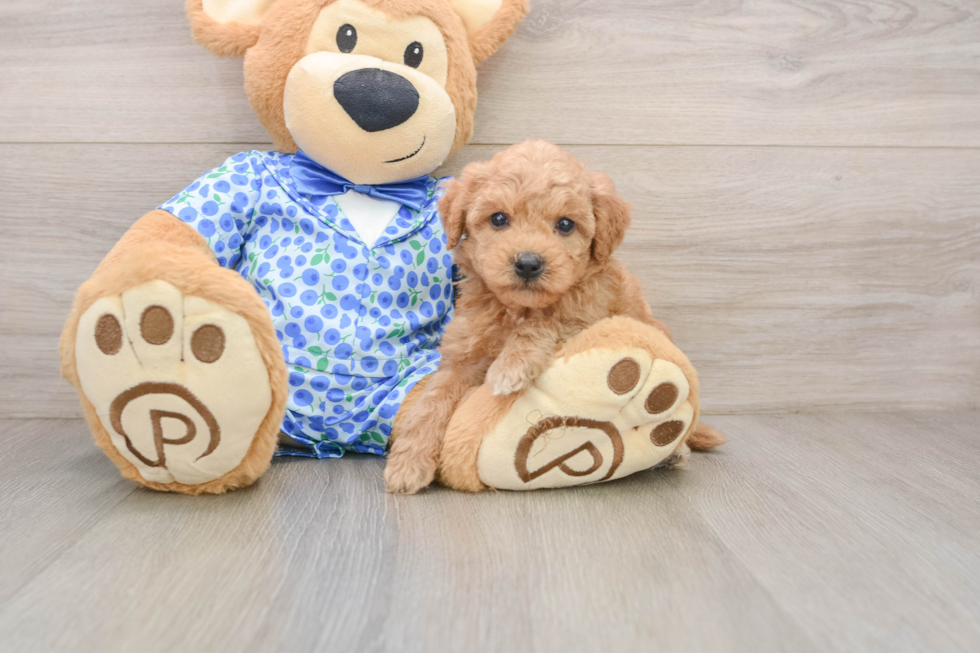 Mini Goldendoodle Pup Being Cute