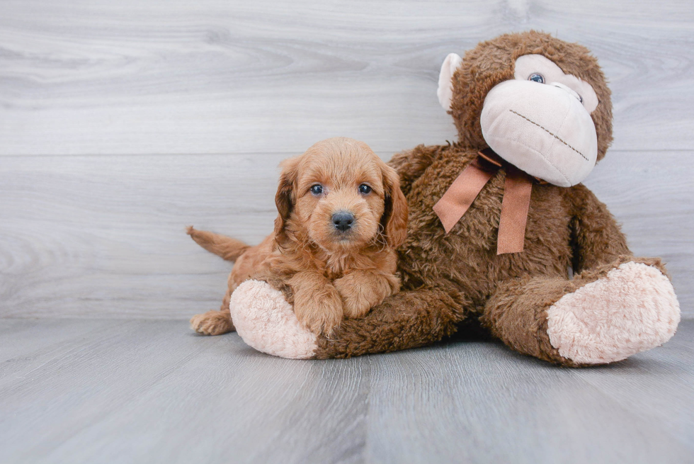 Little Golden Retriever Poodle Mix Puppy