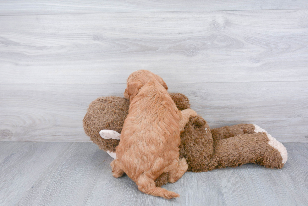 Mini Goldendoodle Pup Being Cute