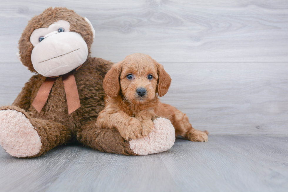 Popular Mini Goldendoodle Poodle Mix Pup