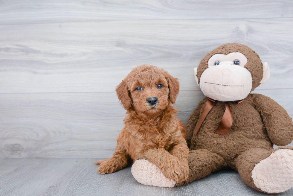 Popular Mini Goldendoodle Poodle Mix Pup