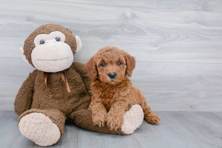 Fluffy Mini Goldendoodle Poodle Mix Pup