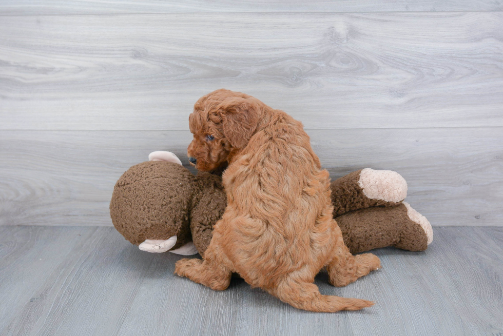 Adorable Golden Retriever Poodle Mix Puppy