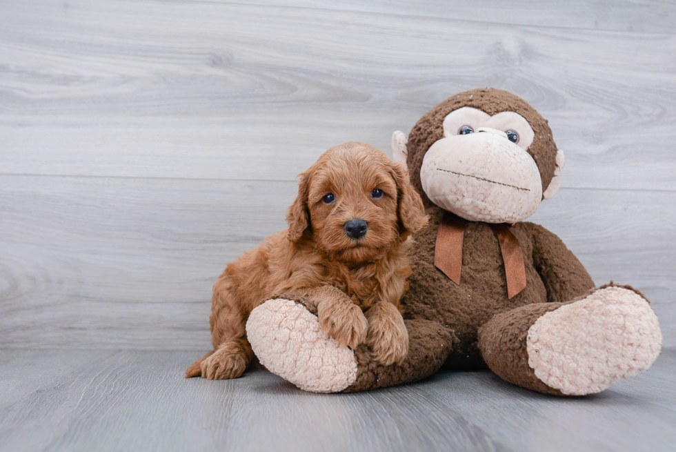 Mini Goldendoodle Pup Being Cute