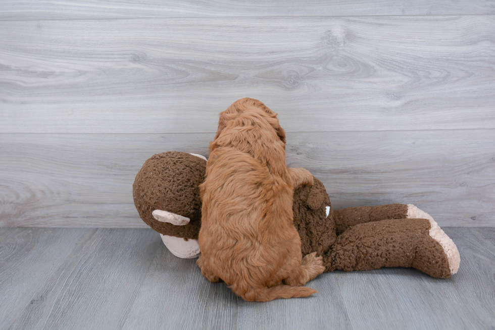 Adorable Golden Retriever Poodle Mix Puppy