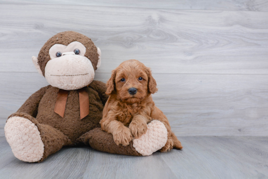 Mini Goldendoodle Pup Being Cute