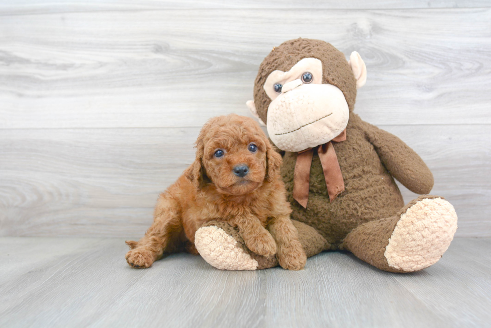 Best Mini Goldendoodle Baby