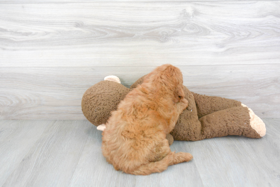 Mini Goldendoodle Pup Being Cute