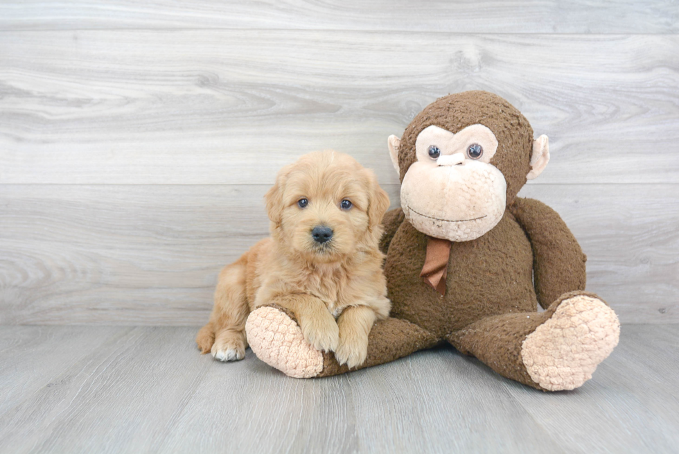 Mini Goldendoodle Puppy for Adoption