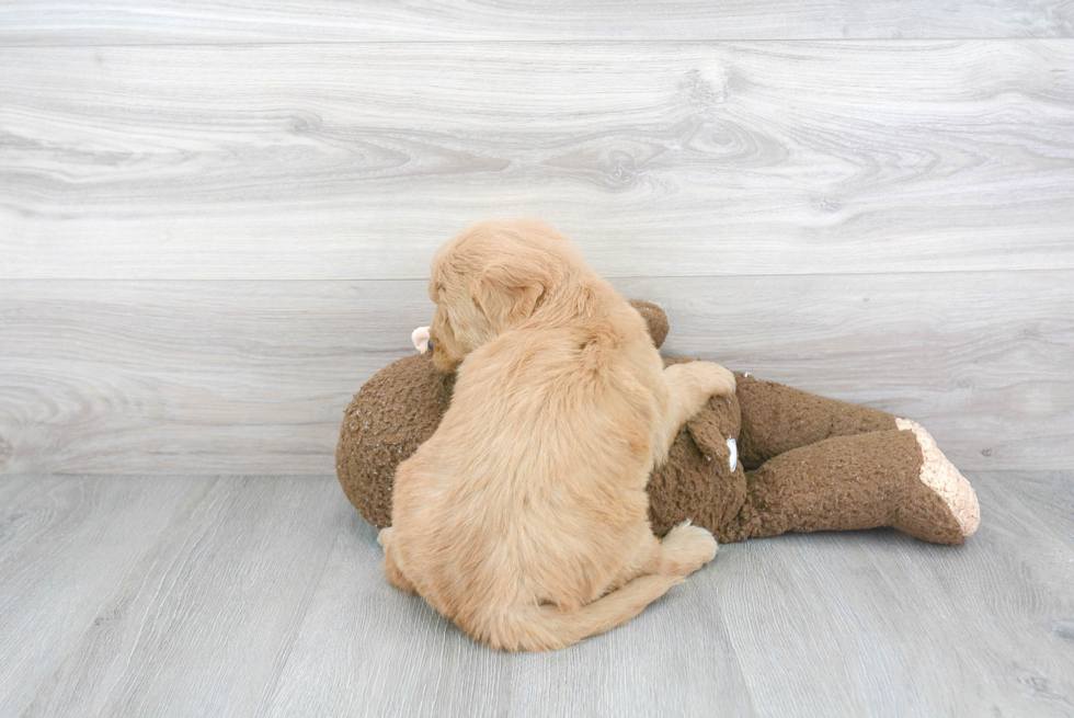 Mini Goldendoodle Pup Being Cute