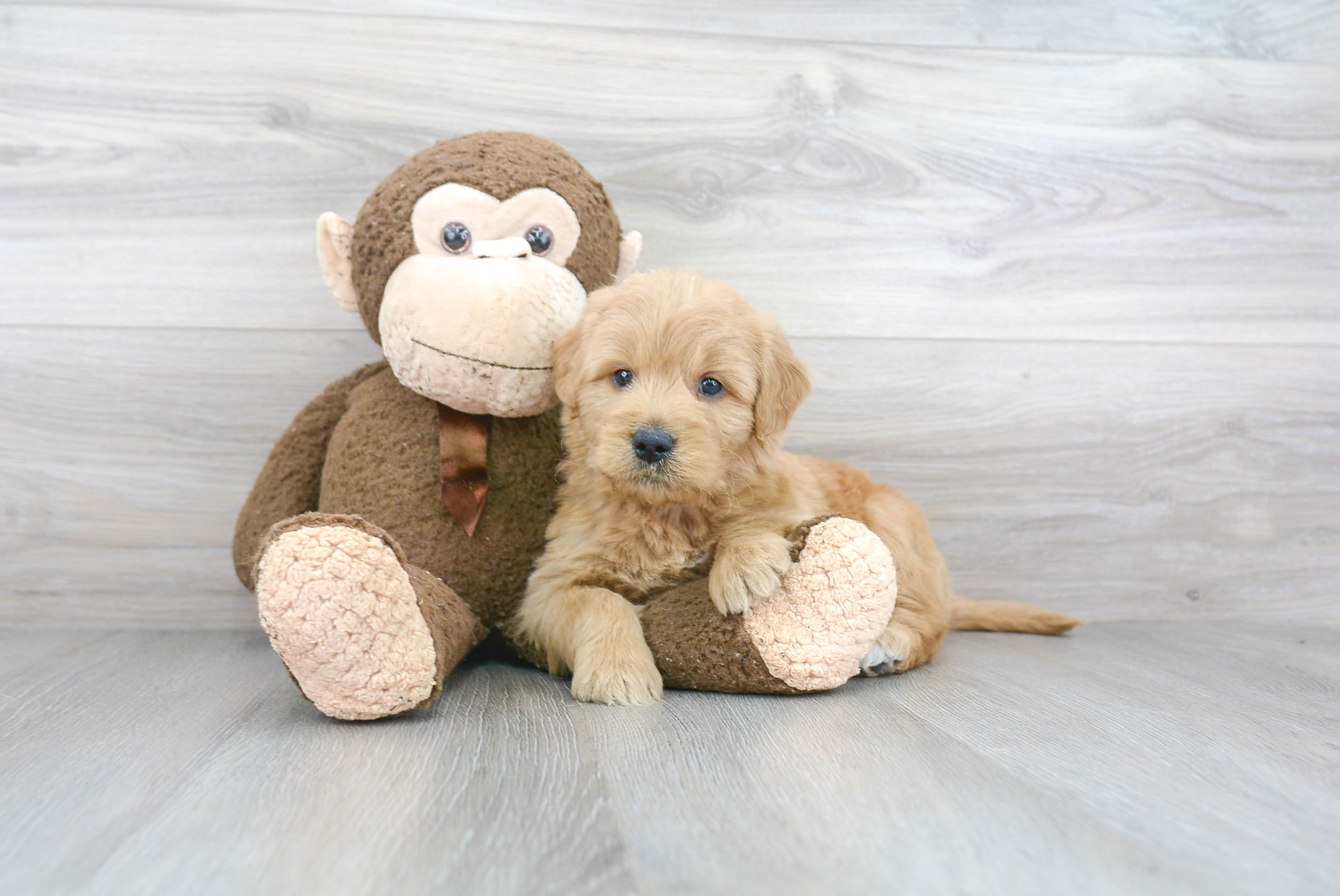 Mini Goldendoodle Puppy for Adoption