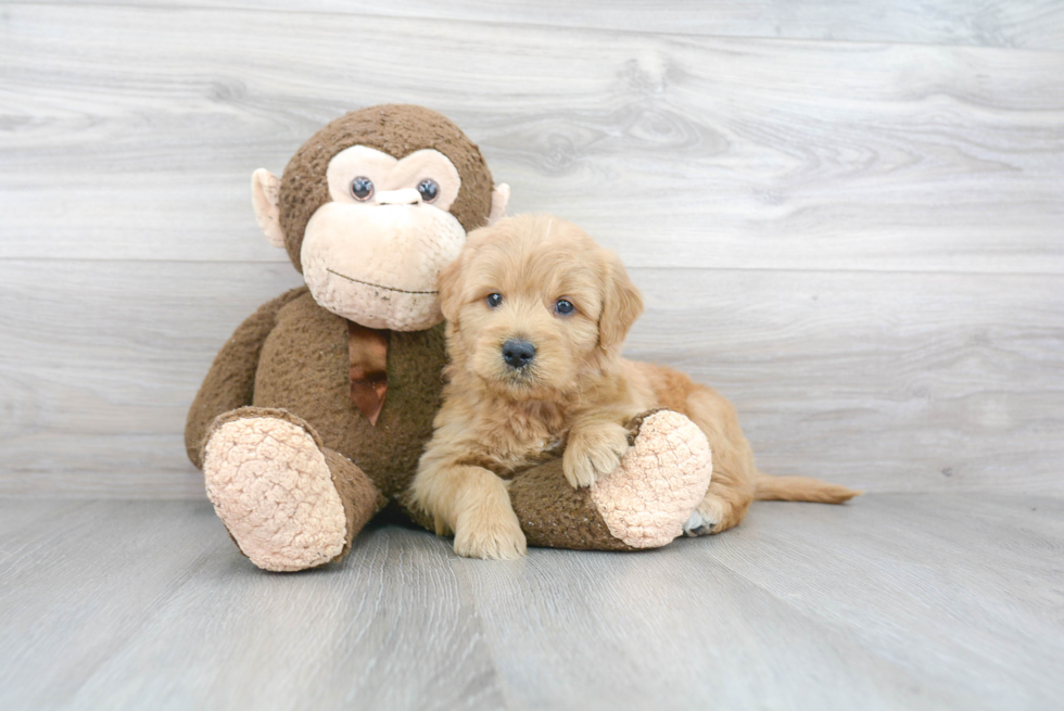 Mini Goldendoodle Puppy for Adoption