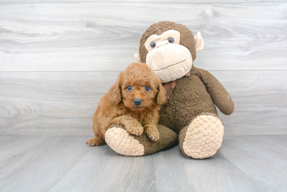 Adorable Golden Retriever Poodle Mix Puppy