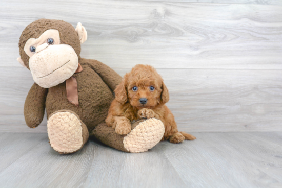 Funny Mini Goldendoodle Poodle Mix Pup