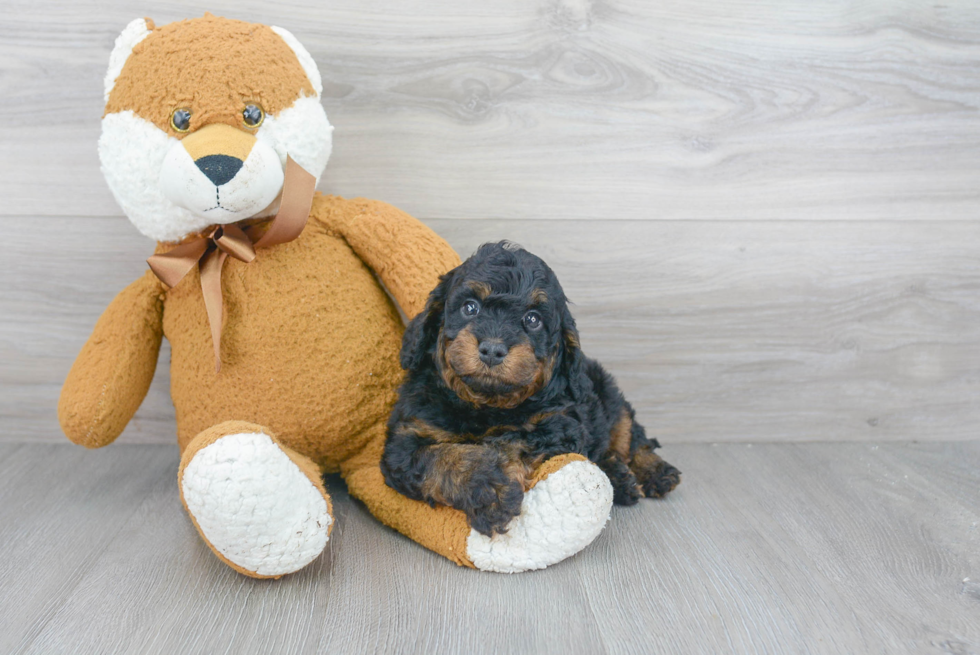 Mini Goldendoodle Pup Being Cute