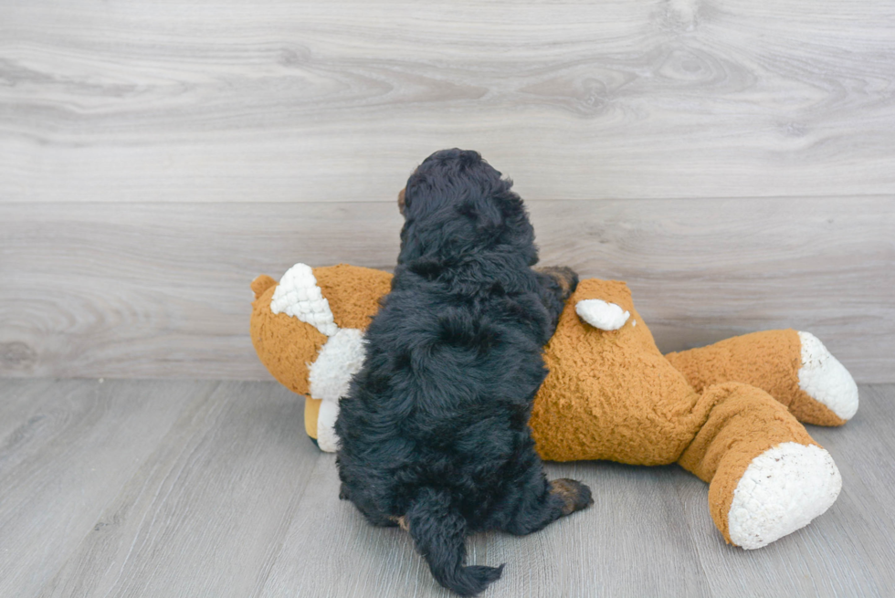 Adorable Golden Retriever Poodle Mix Puppy