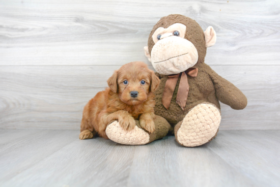 Mini Goldendoodle Puppy for Adoption