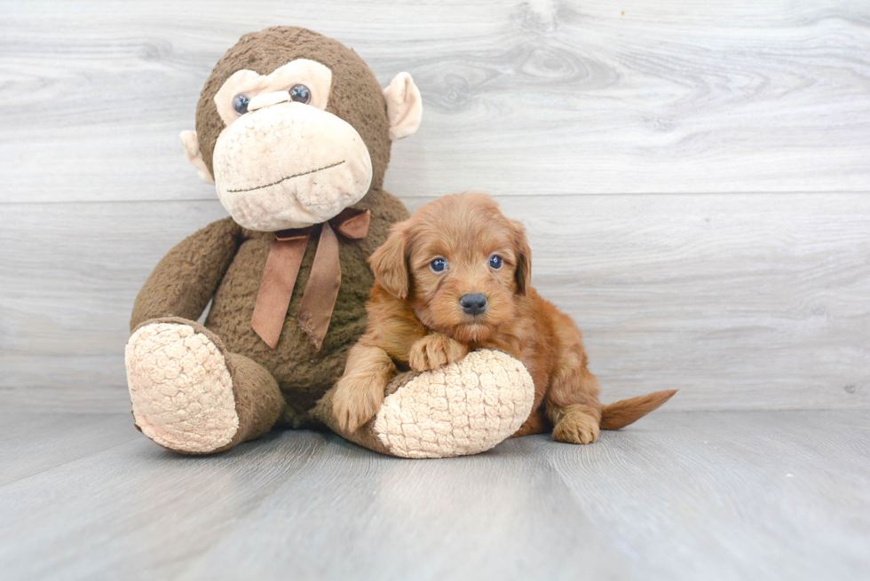 Mini Goldendoodle Puppy for Adoption