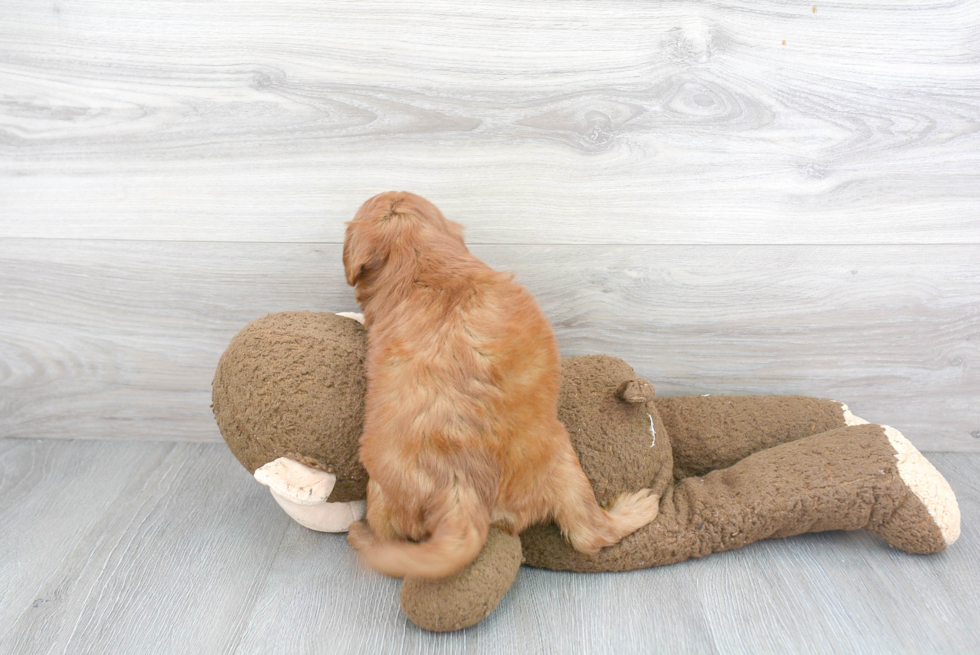 Mini Goldendoodle Puppy for Adoption