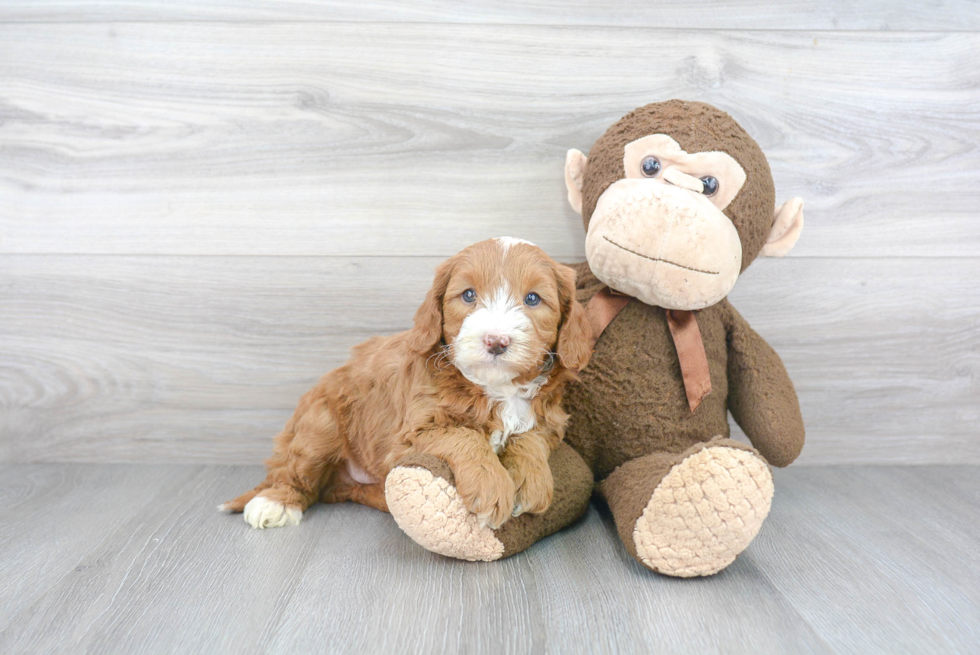 Mini Goldendoodle Puppy for Adoption