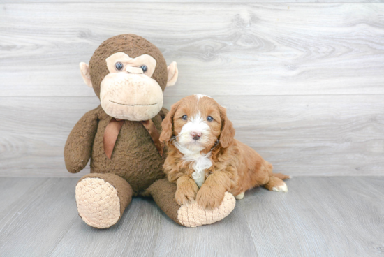 Best Mini Goldendoodle Baby