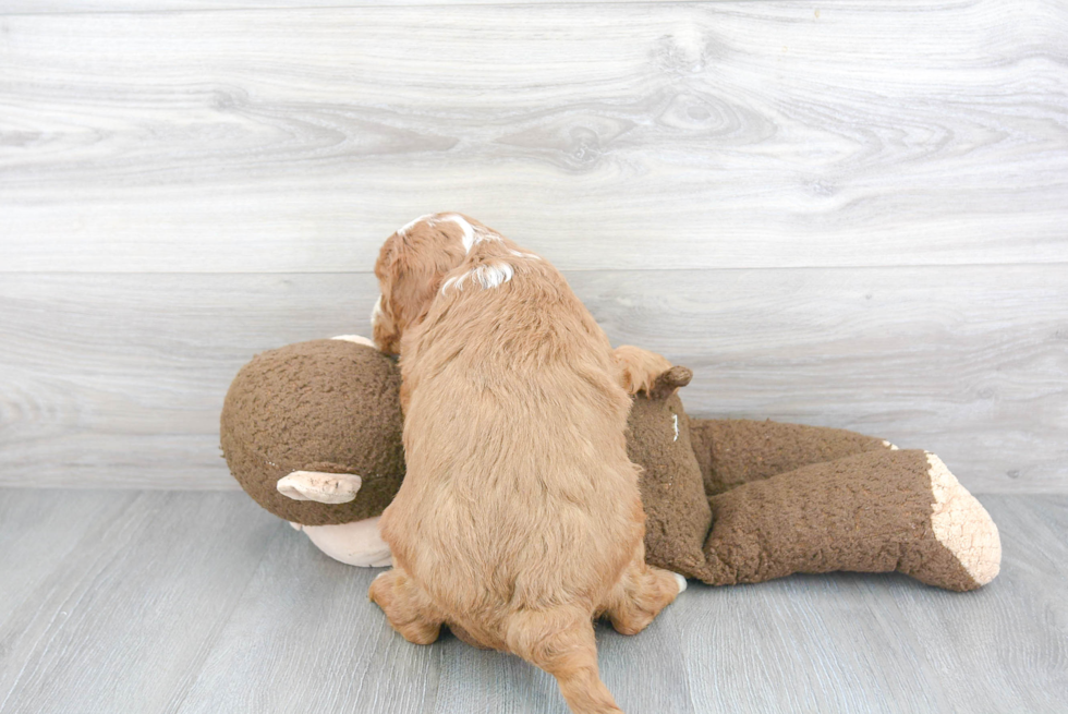 Energetic Golden Retriever Poodle Mix Puppy