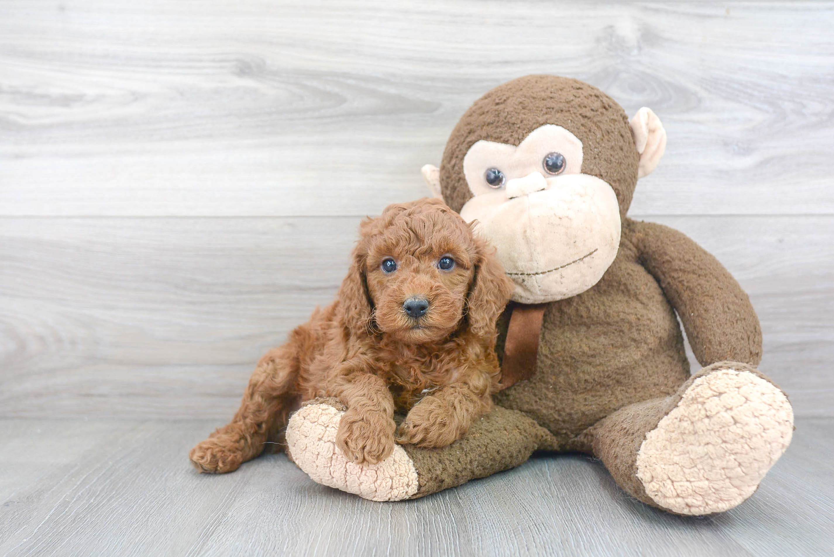 Mini Goldendoodle Puppy for Adoption