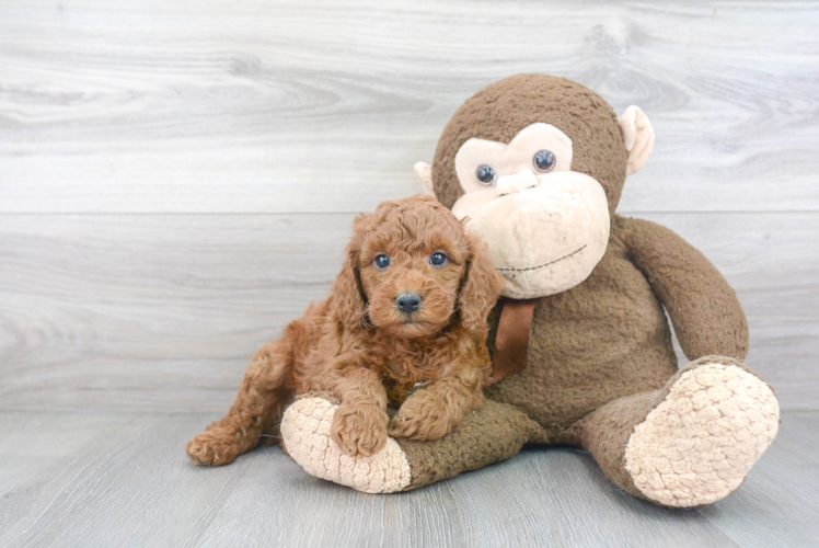 Mini Goldendoodle Puppy for Adoption