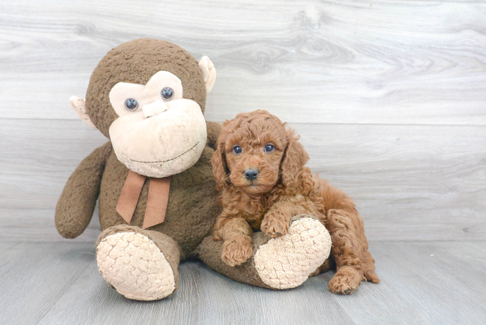 Funny Mini Goldendoodle Poodle Mix Pup