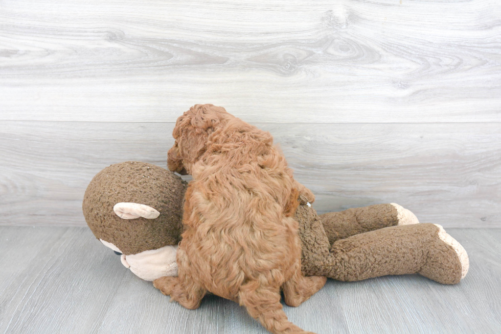Mini Goldendoodle Pup Being Cute
