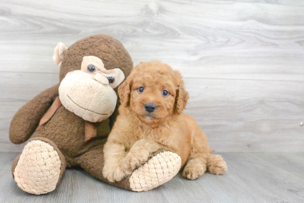 Smart Mini Goldendoodle Poodle Mix Pup