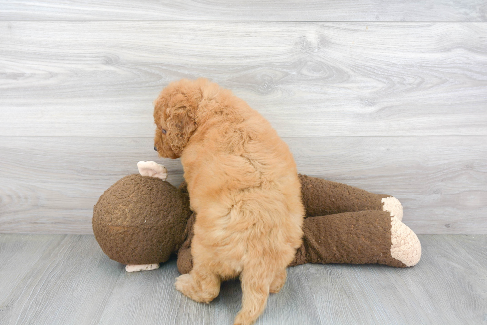 Energetic Golden Retriever Poodle Mix Puppy