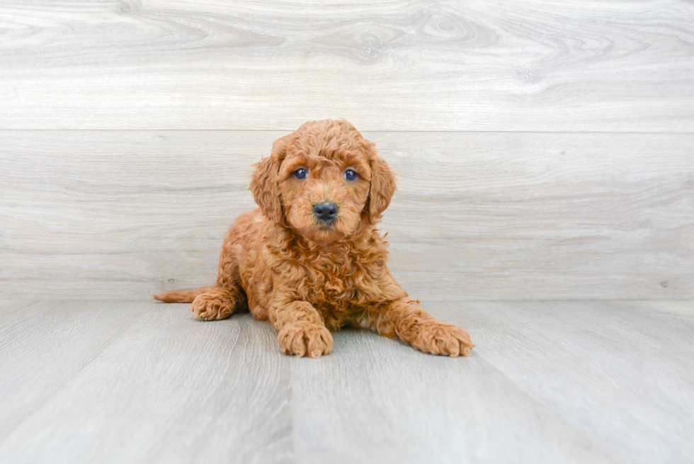 Friendly Mini Goldendoodle Baby