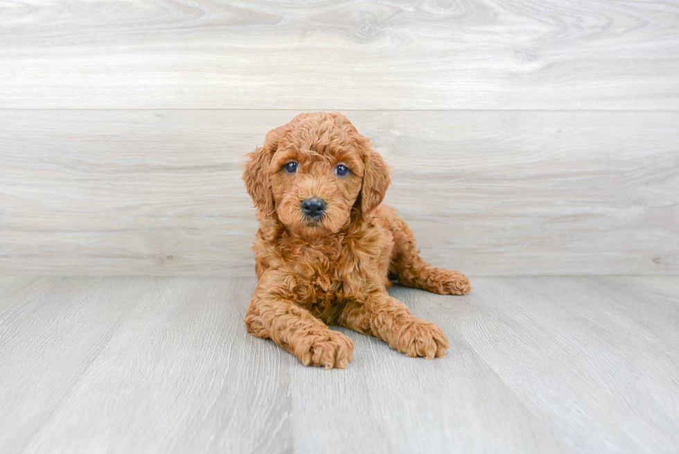 Mini Goldendoodle Puppy for Adoption