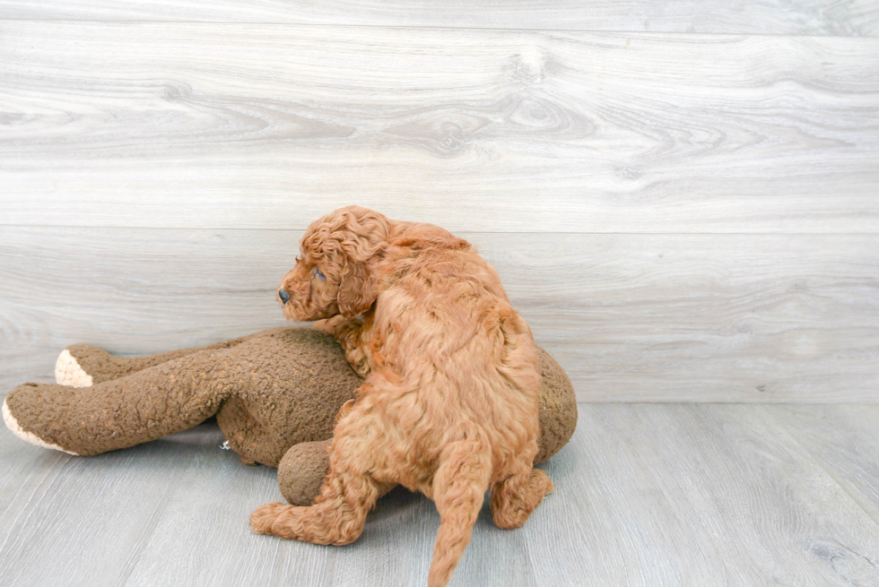 Mini Goldendoodle Puppy for Adoption