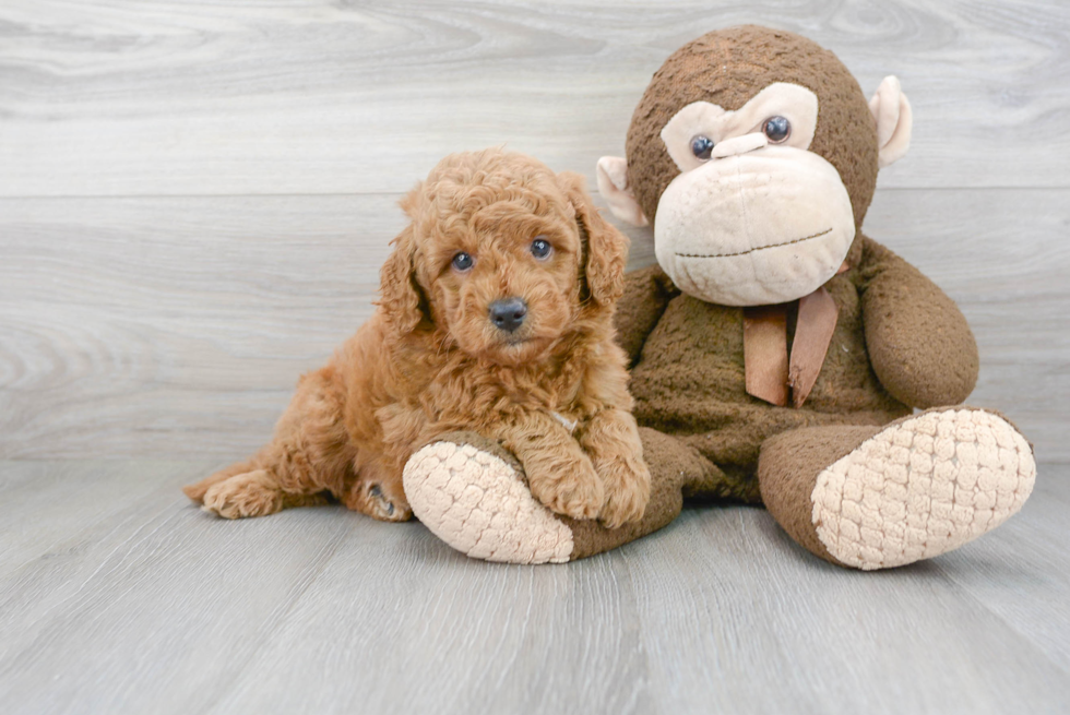 Mini Goldendoodle Puppy for Adoption