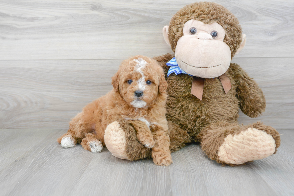 Little Golden Retriever Poodle Mix Puppy