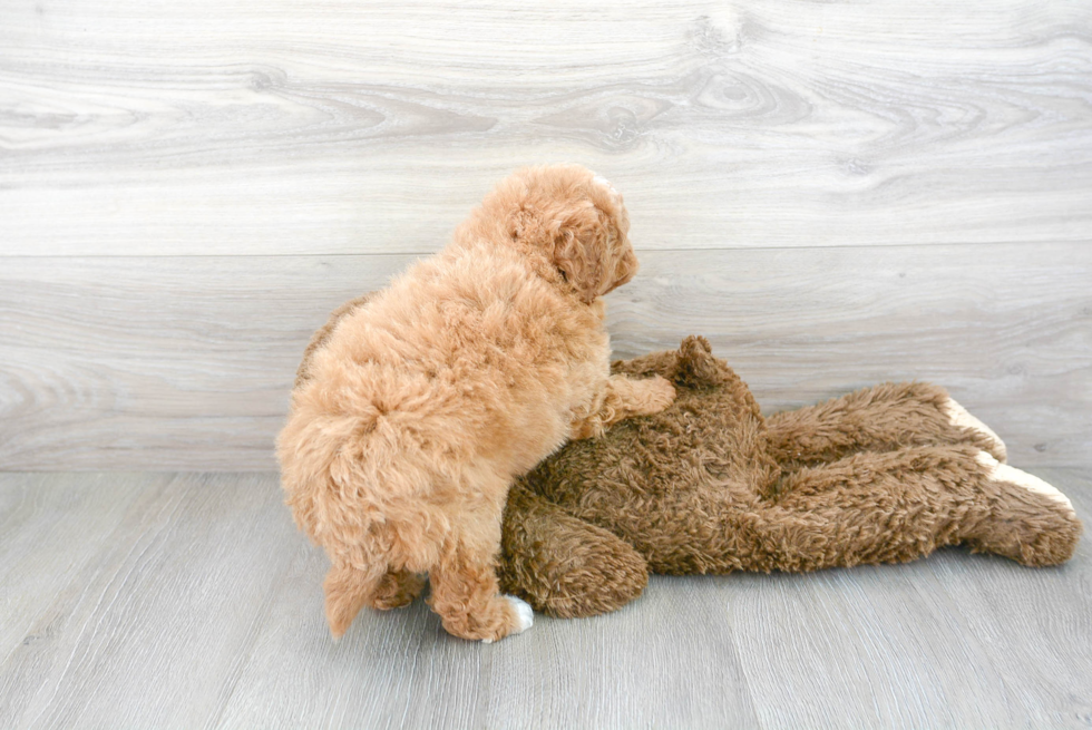 Cute Mini Goldendoodle Baby